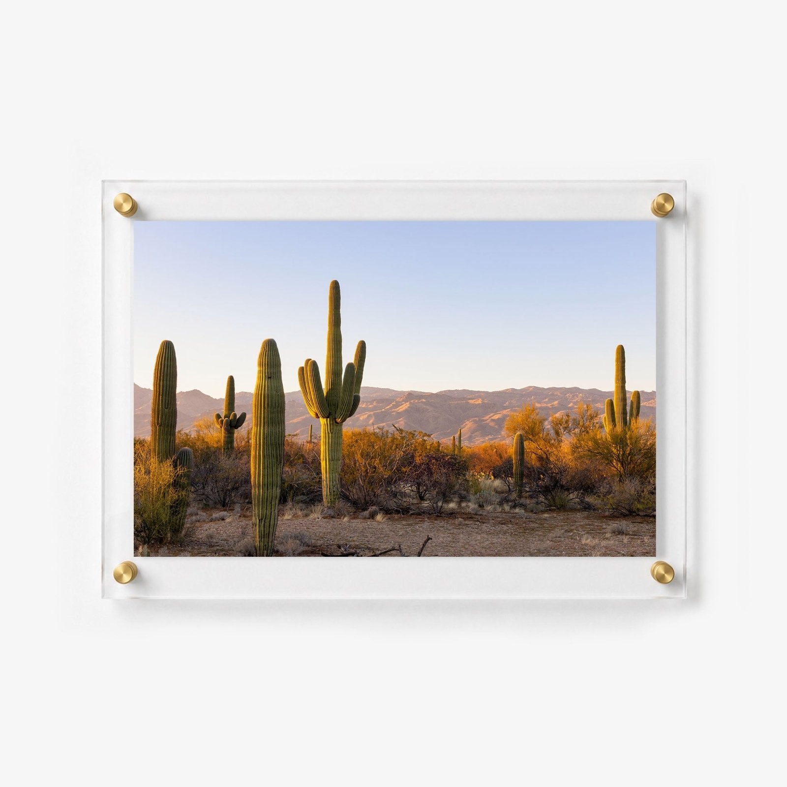 Desert Lineup Acrylic Wall Art Print