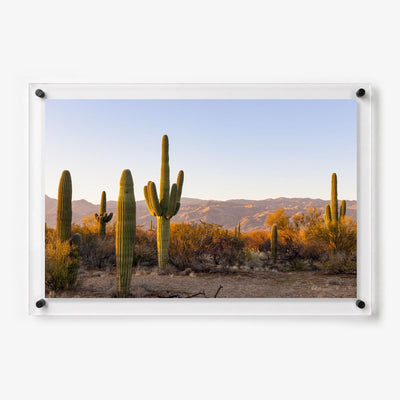 Desert Lineup Acrylic Wall Art Print