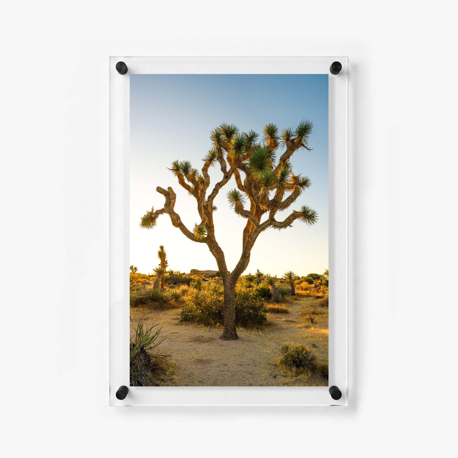 Joshua Glow Acrylic Wall Art Print