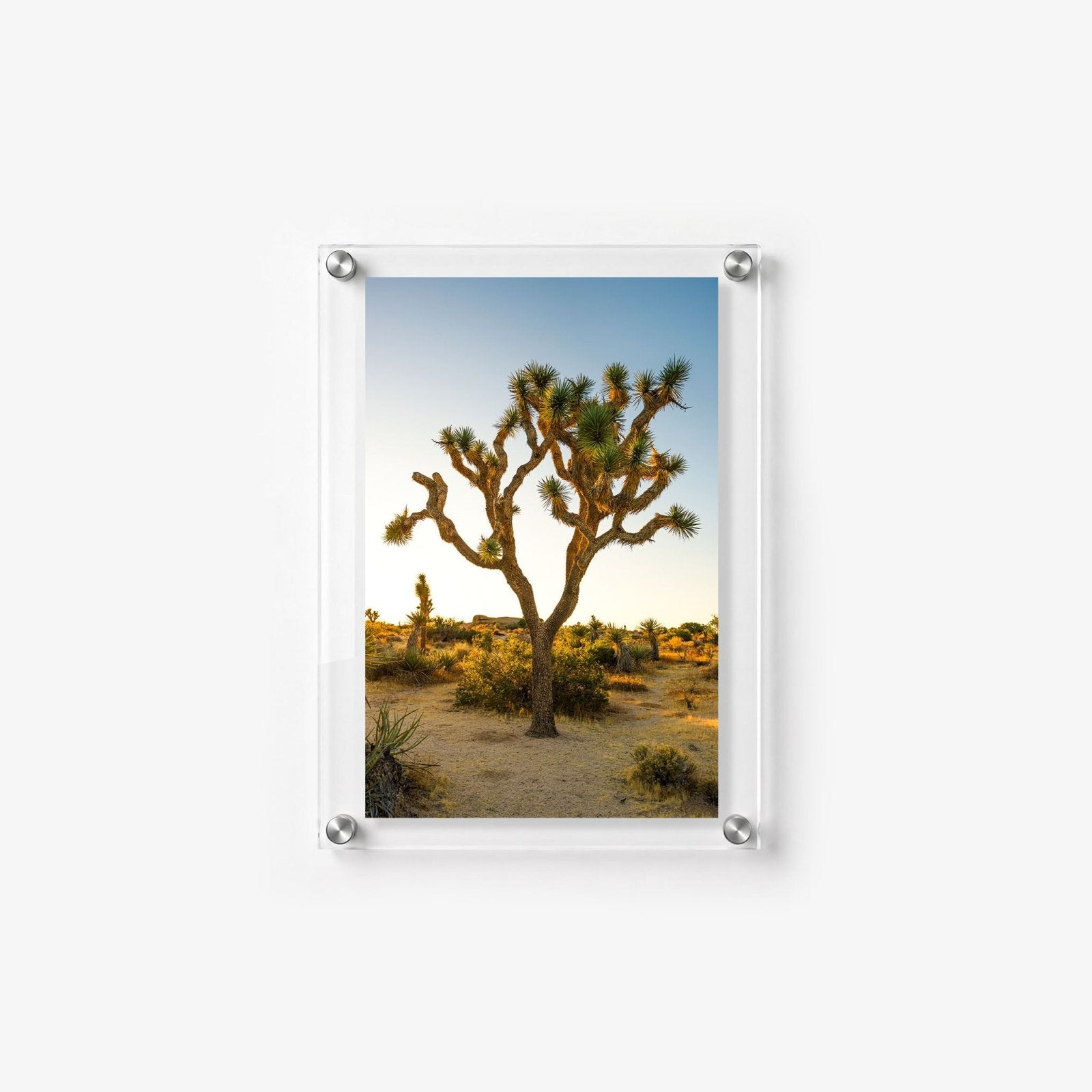 Joshua Glow Acrylic Wall Art Print