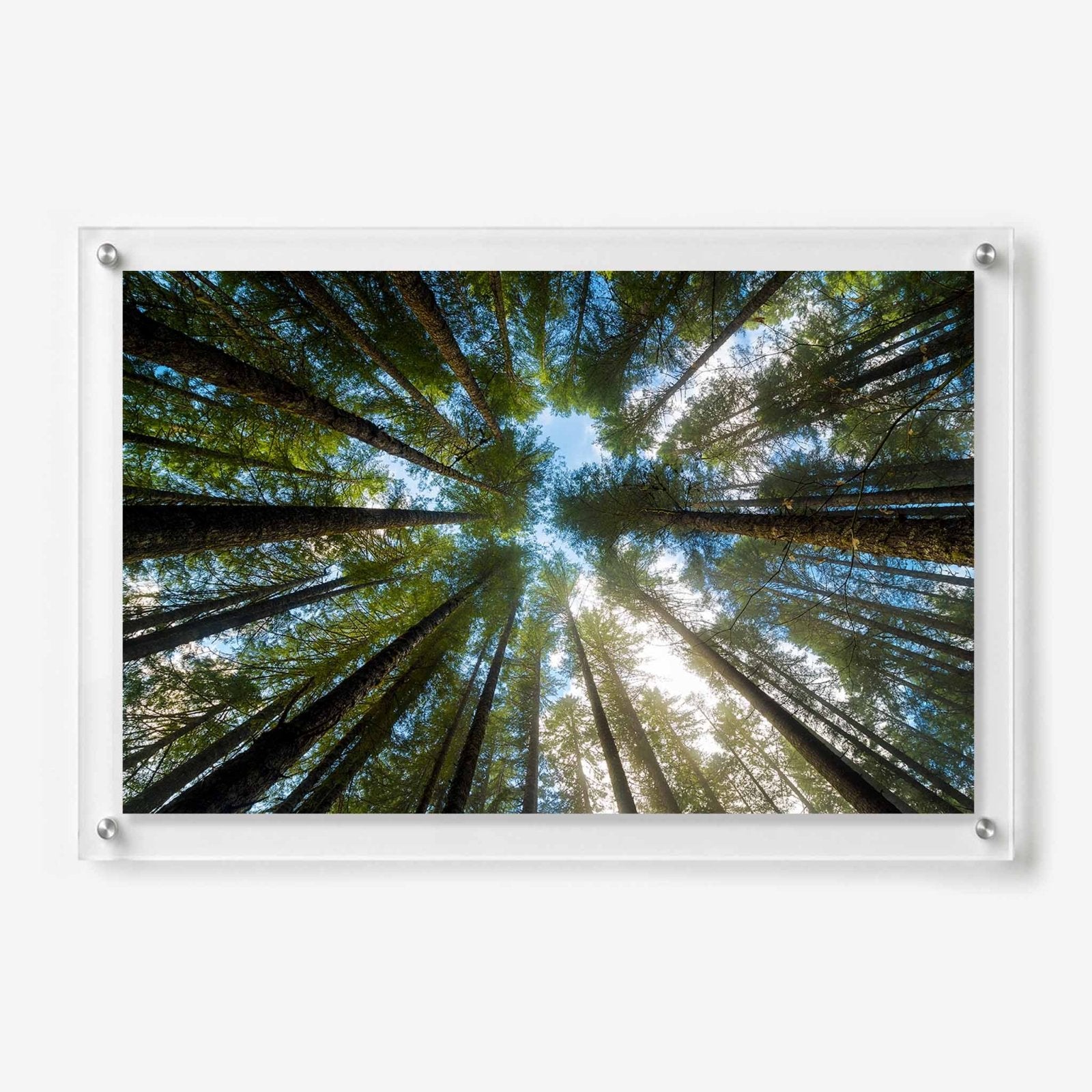 Look Up Acrylic Wall Art Print