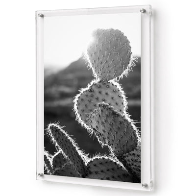 Prickly Business Acrylic Wall Art Print