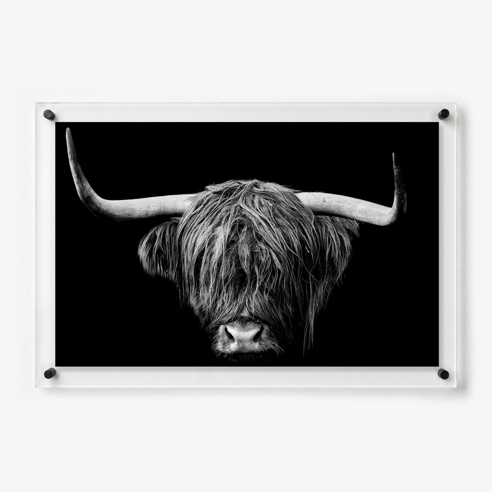 The Highlander Acrylic Wall Art Print