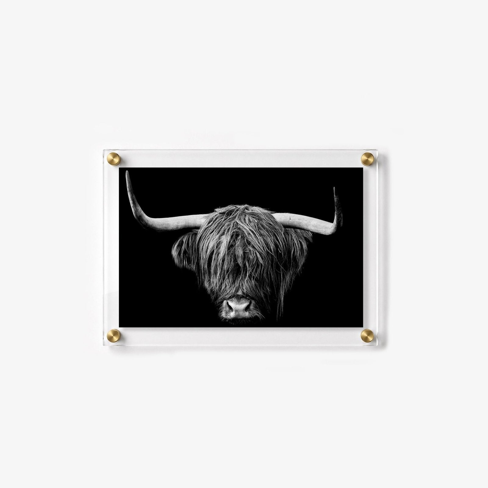 The Highlander Acrylic Wall Art Print