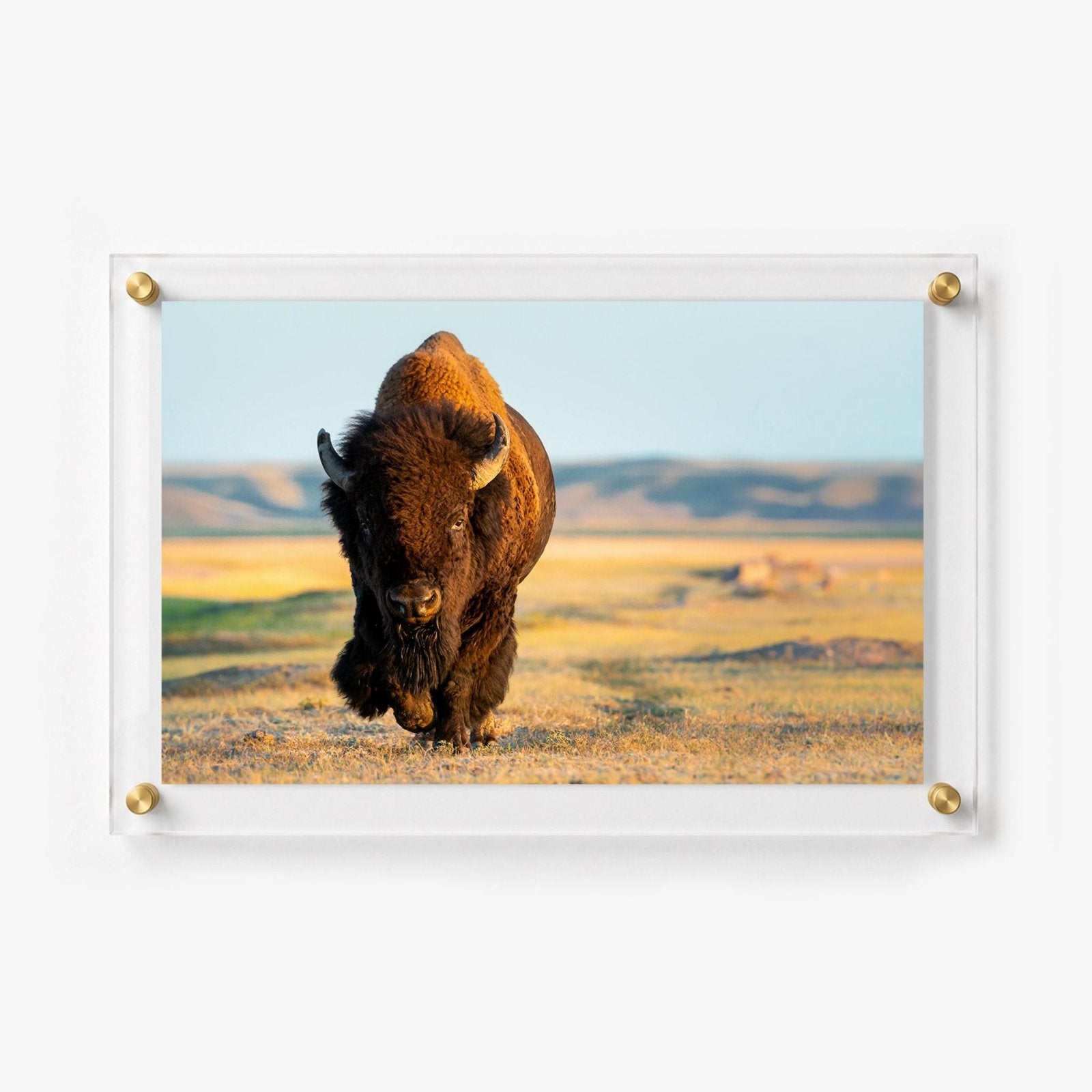 Wild Plains Acrylic Wall Art Print