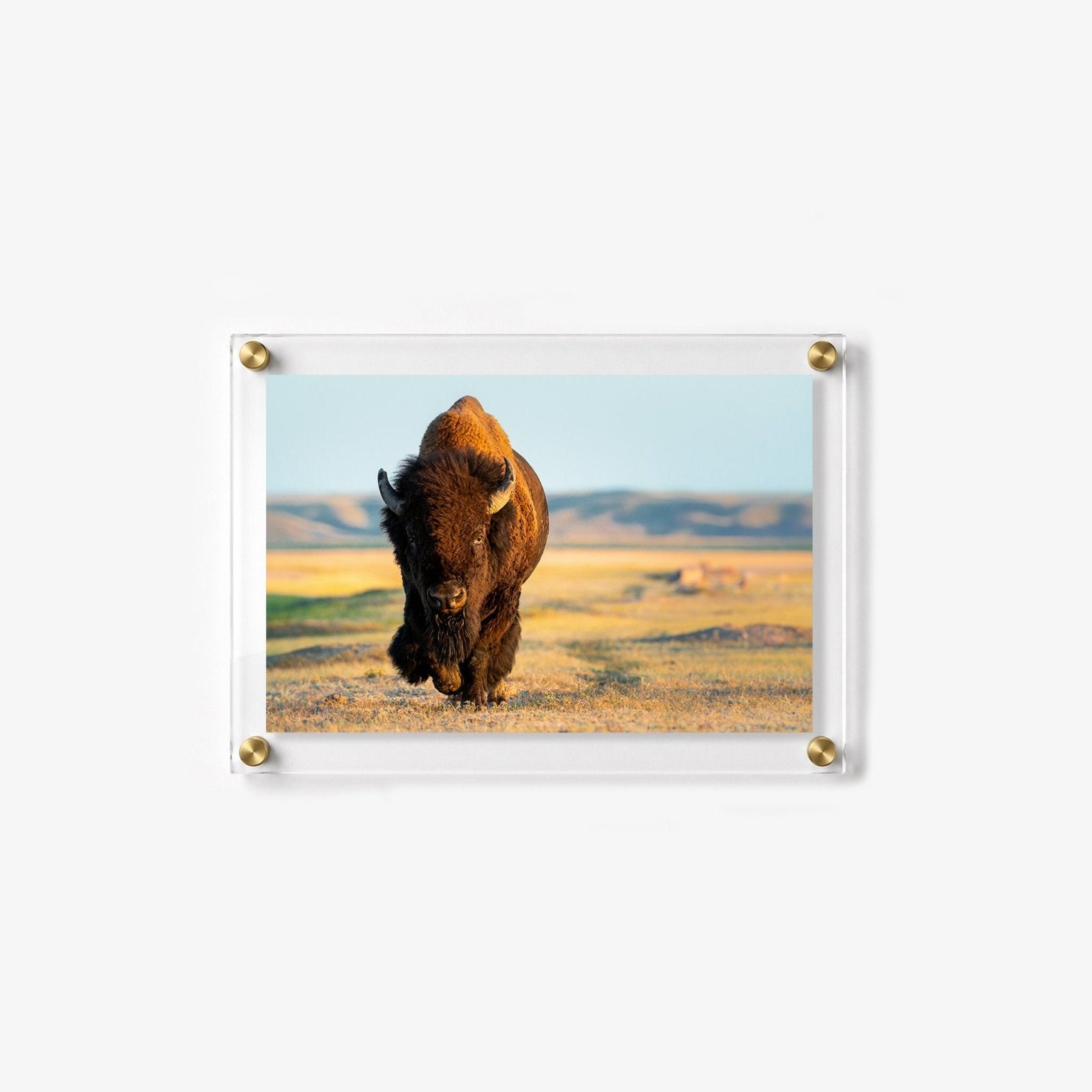 Wild Plains Acrylic Wall Art Print
