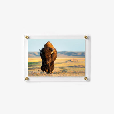 Wild Plains Acrylic Wall Art Print