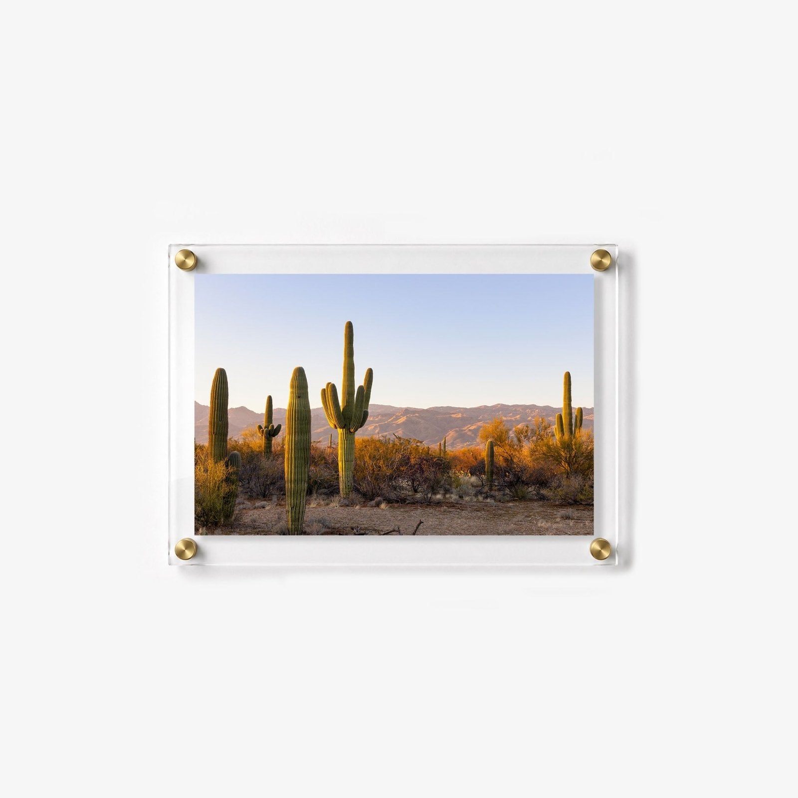 Desert Lineup Acrylic Wall Art Print