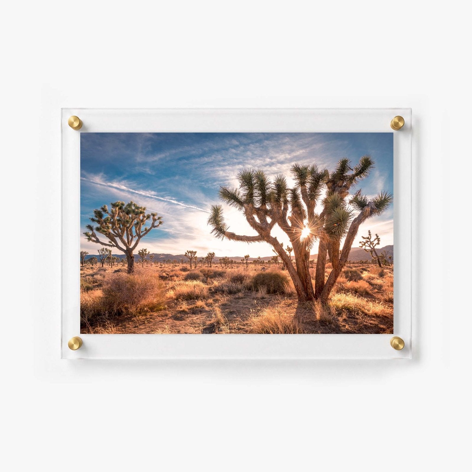 Desert Revival Acrylic Wall Art Print