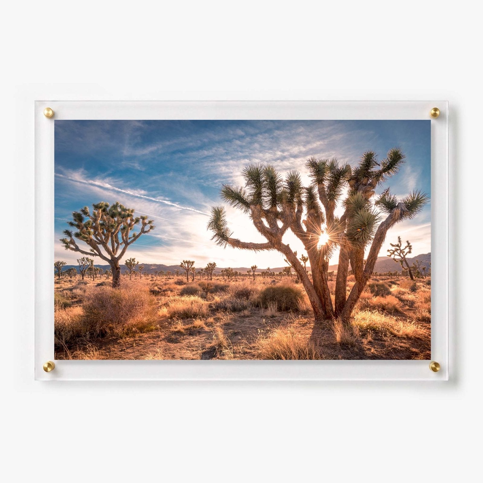 Desert Revival Acrylic Wall Art Print