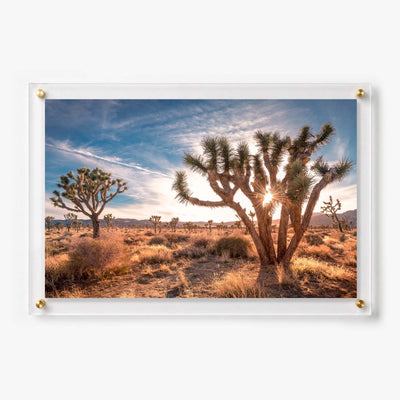 Desert Revival Acrylic Wall Art Print
