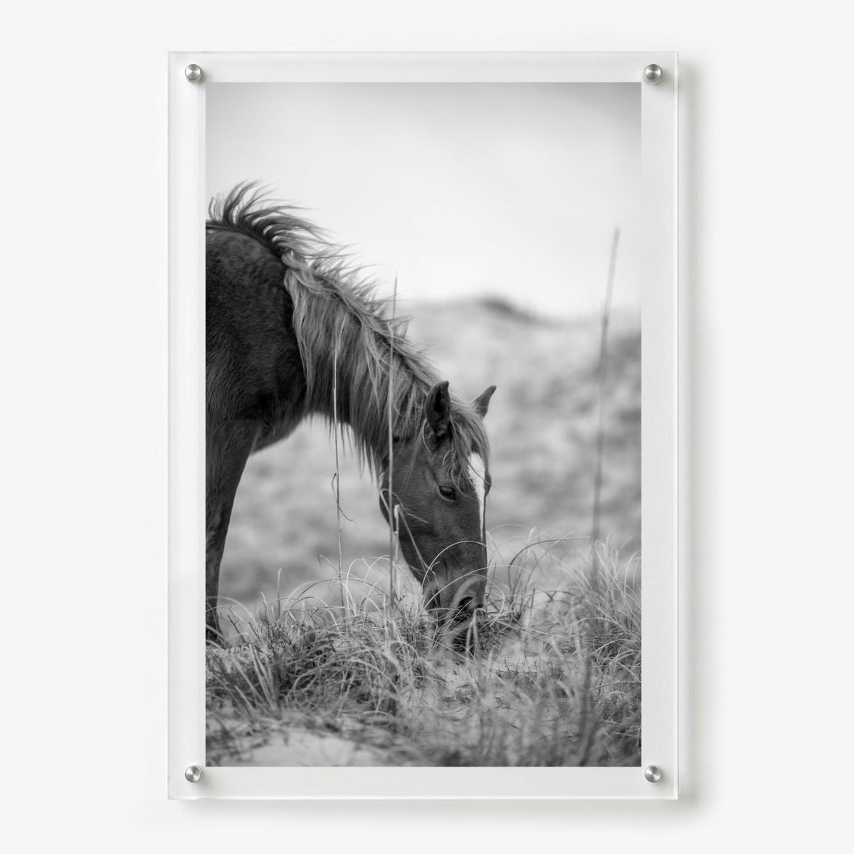 Hay There Black & White Acrylic Wall Art Print