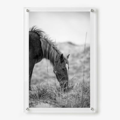 Hay There Black & White Acrylic Wall Art Print