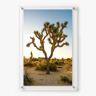 Joshua Glow Acrylic Wall Art Print