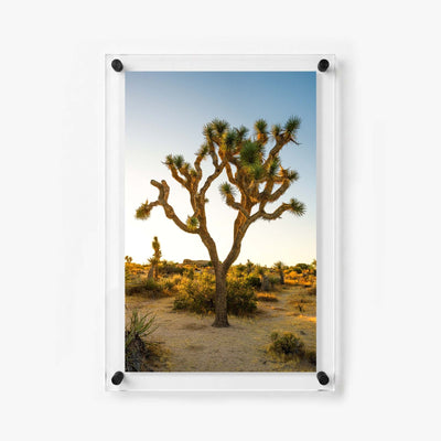 Joshua Glow Acrylic Wall Art Print