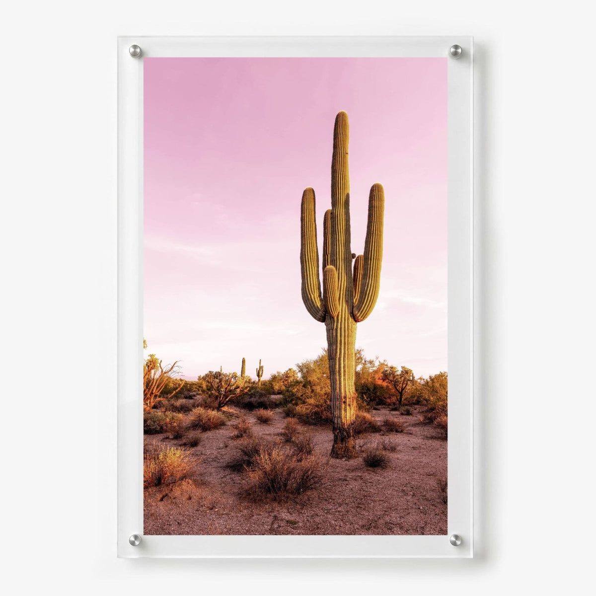Pink Desert Club Acrylic Wall Art Print