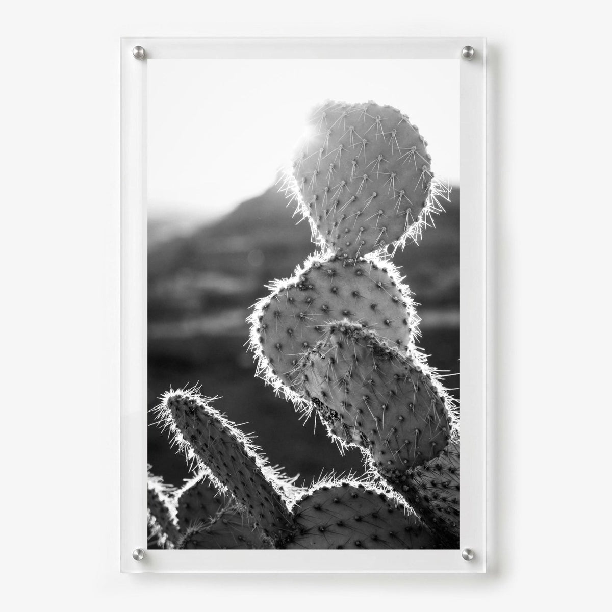 Prickly Business Acrylic Wall Art Print