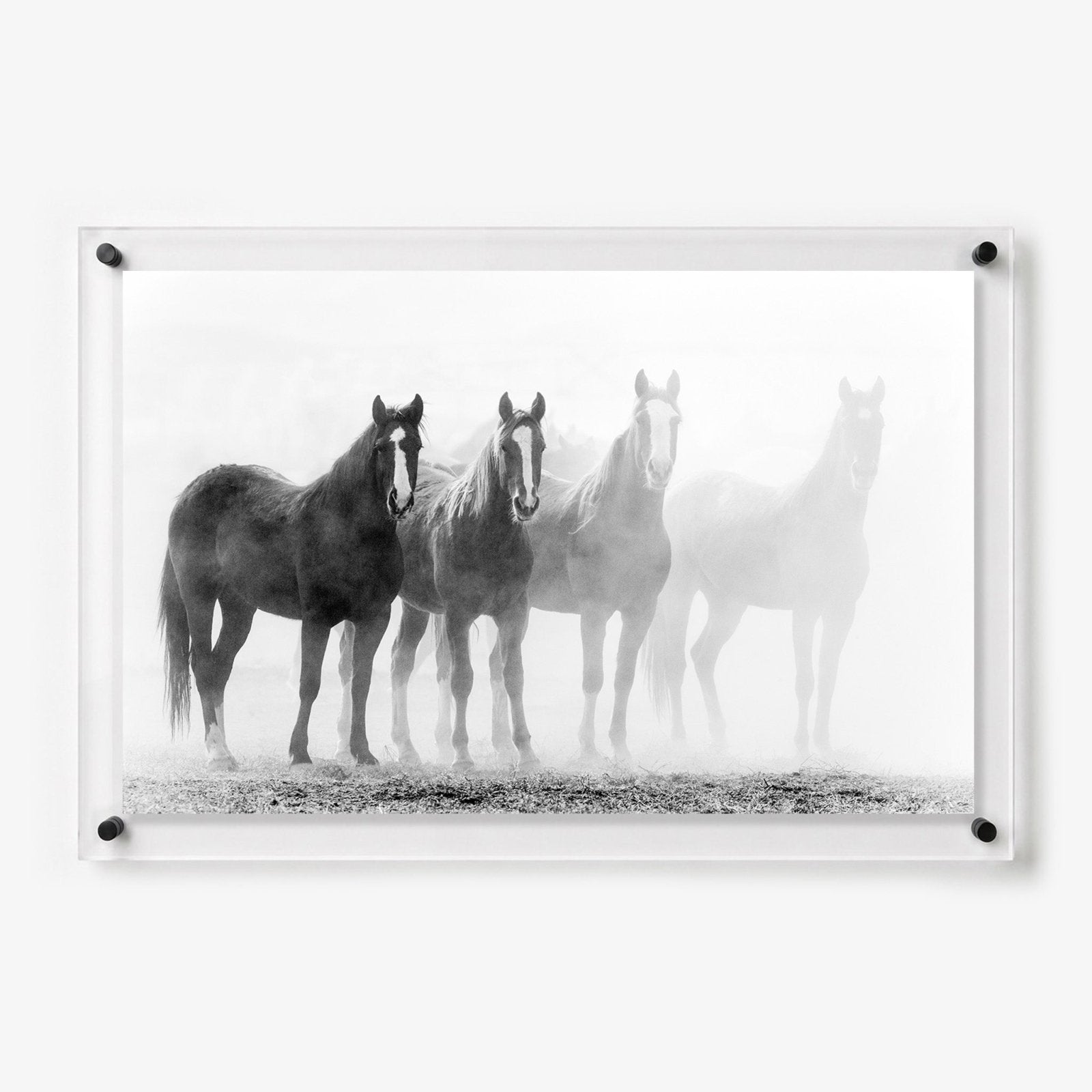 Through the Mist Acrylic Wall Art Print