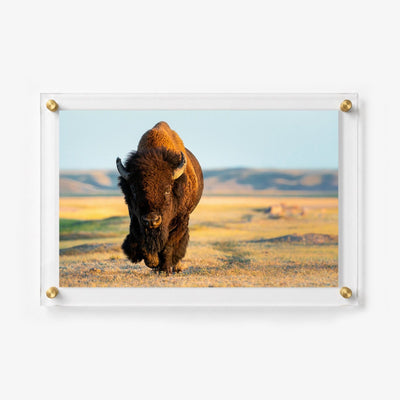 Wild Plains Acrylic Wall Art Print