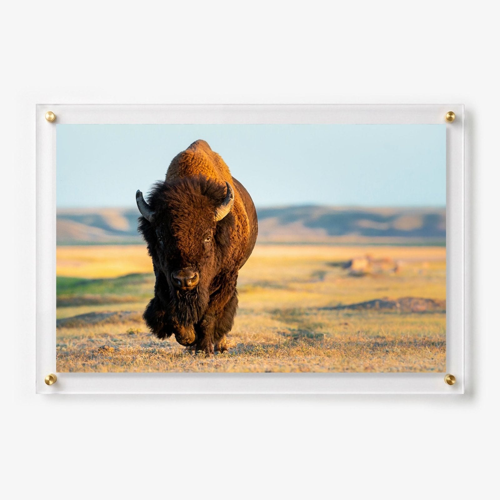 Wild Plains Acrylic Wall Art Print